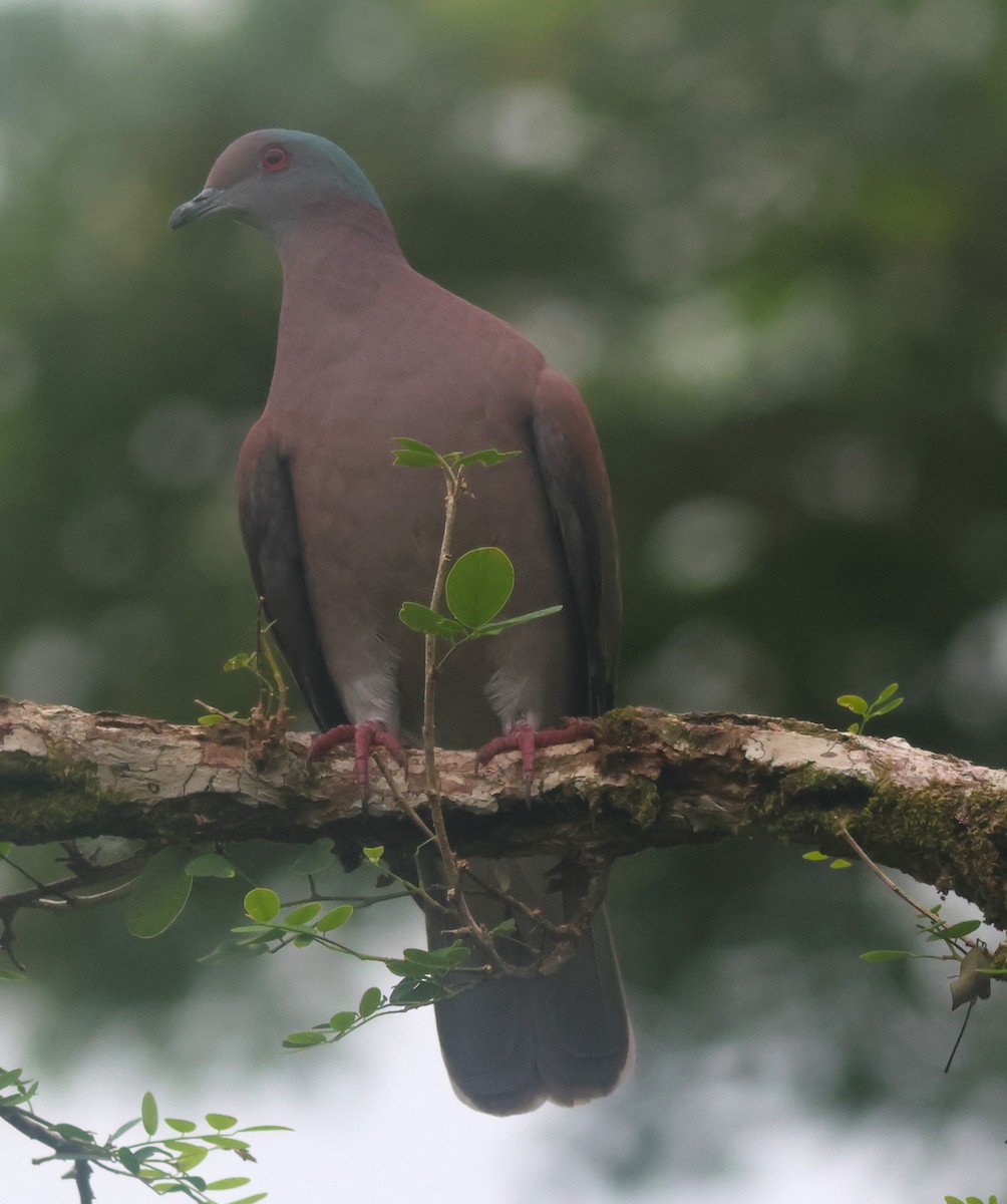 Pale-vented Pigeon - ML645822111