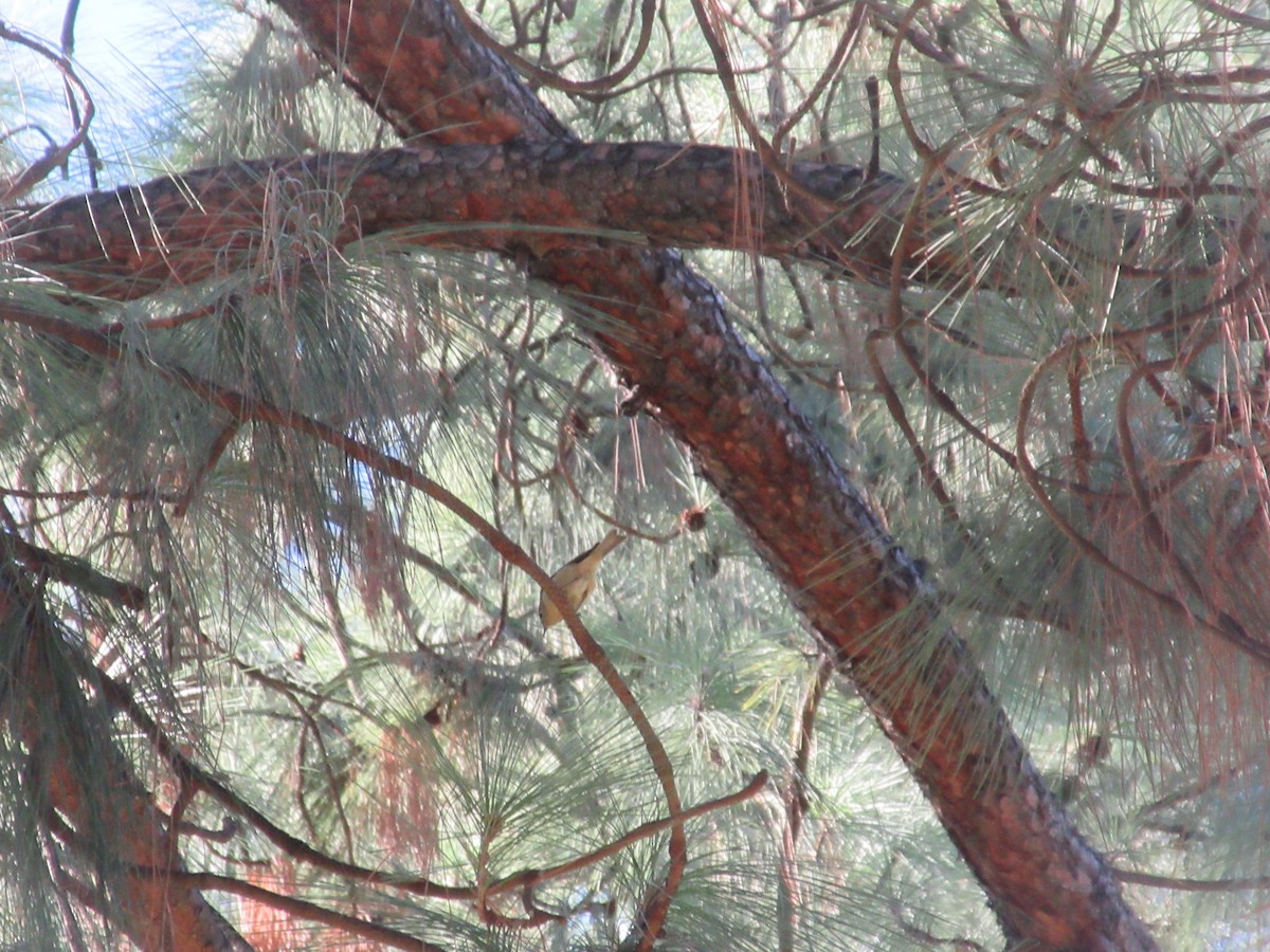 鳥類 - ML645822116