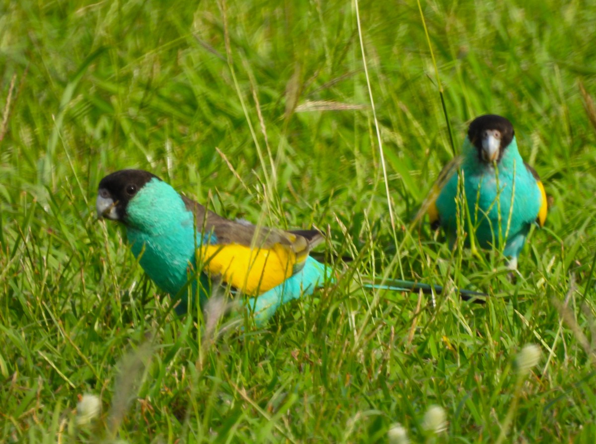 Hooded Parrot - ML645822119