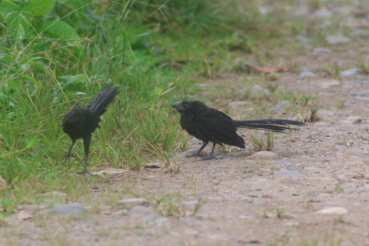 Ані товстодзьобий - ML645822121