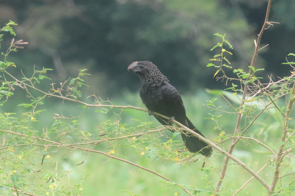 Ані товстодзьобий - ML645822122