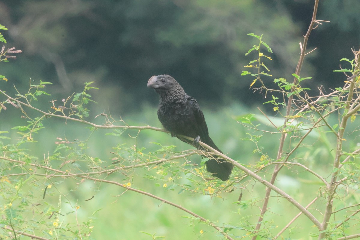 Ані товстодзьобий - ML645822123