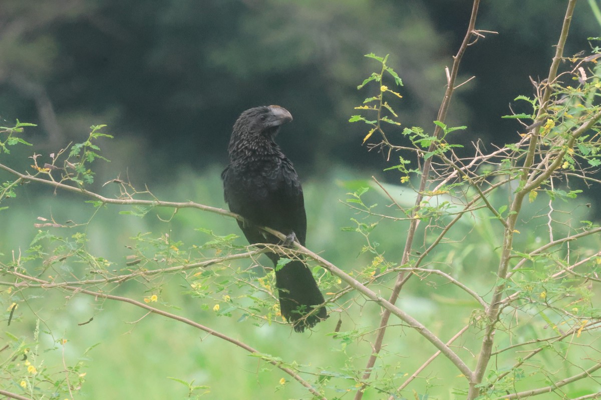 Ані товстодзьобий - ML645822124