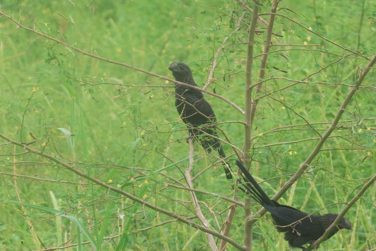 Ані товстодзьобий - ML645822125