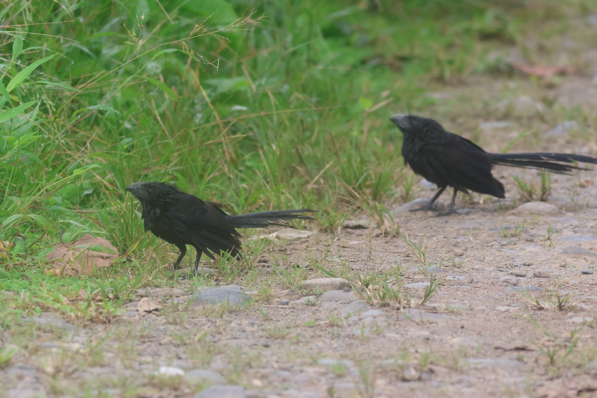 Ані товстодзьобий - ML645822126