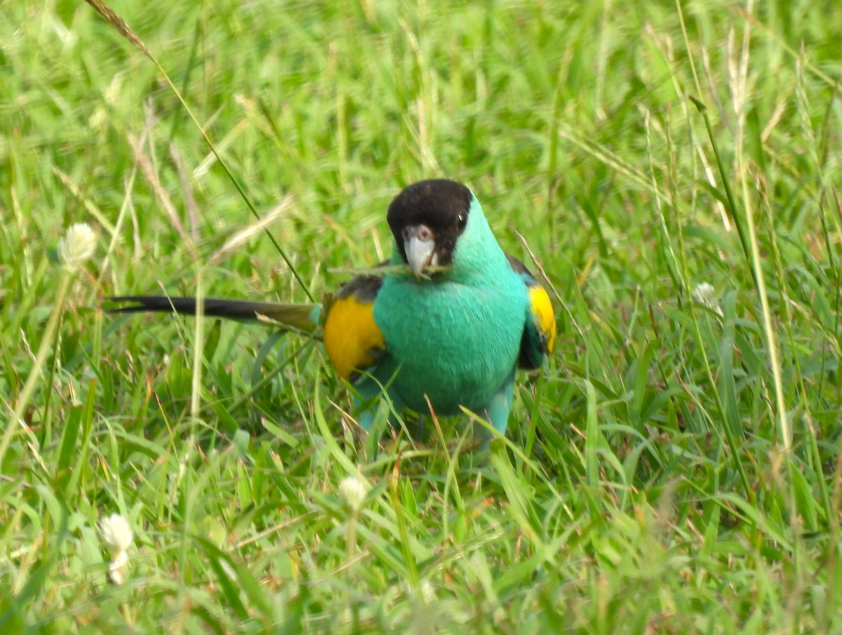 Hooded Parrot - ML645822140