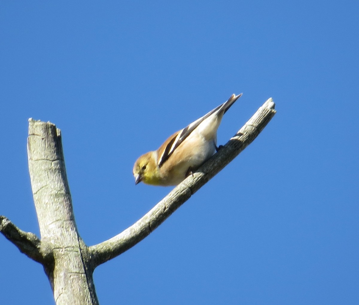 オウゴンヒワ - ML645822141