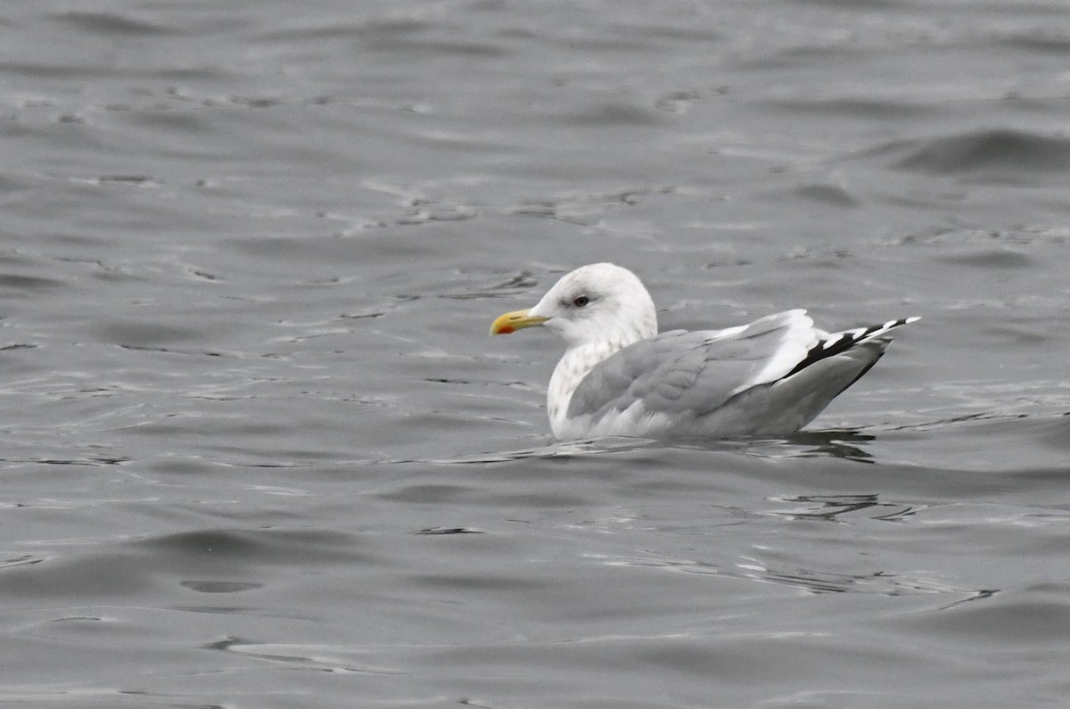 Iceland Gull (Thayer's) - ML645822153