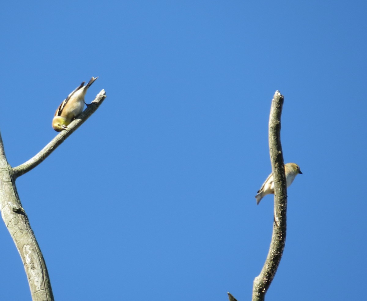 オウゴンヒワ - ML645822164