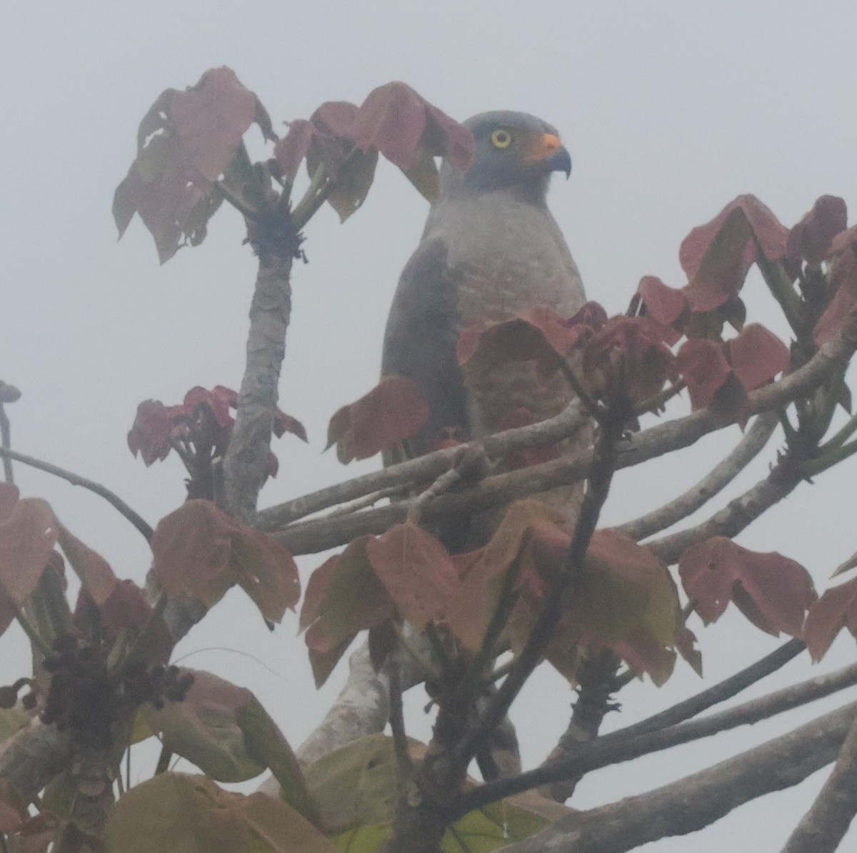 Roadside Hawk - ML645822175