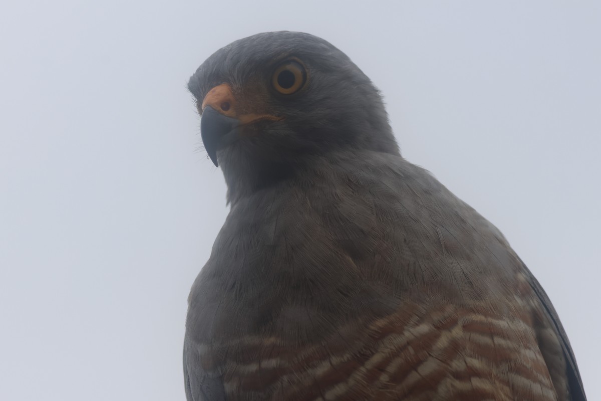 Roadside Hawk - ML645822176