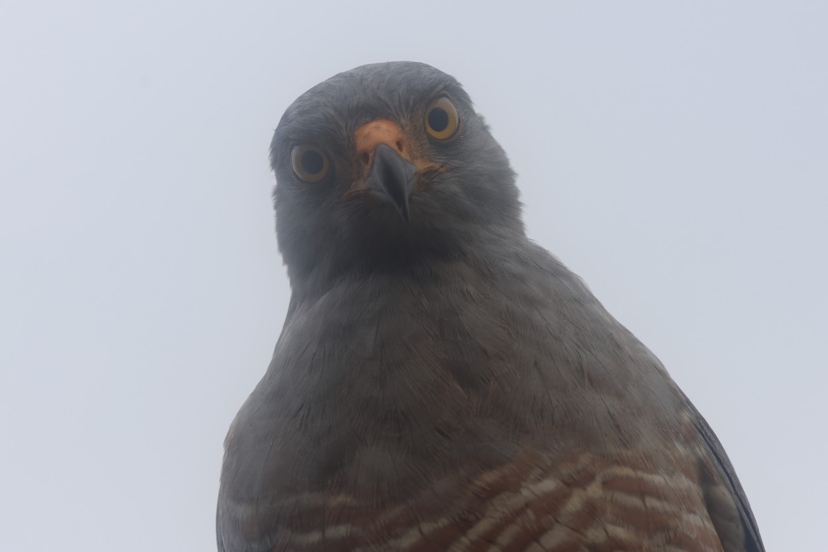 Roadside Hawk - ML645822177