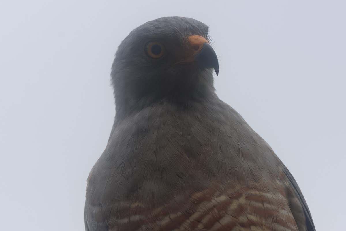 Roadside Hawk - ML645822178