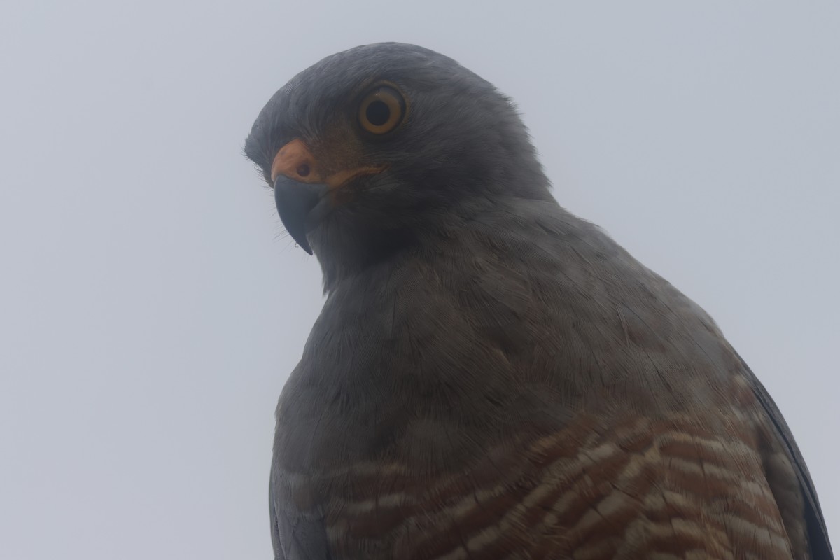 Roadside Hawk - ML645822179