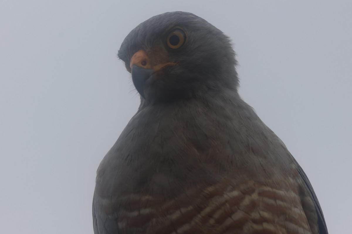 Roadside Hawk - ML645822180