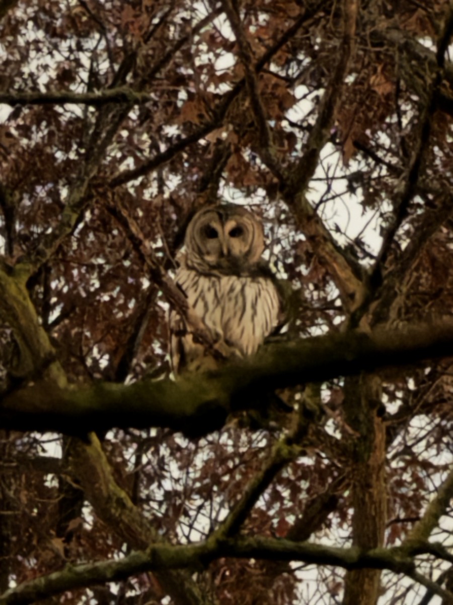 Barred Owl - ML645822187