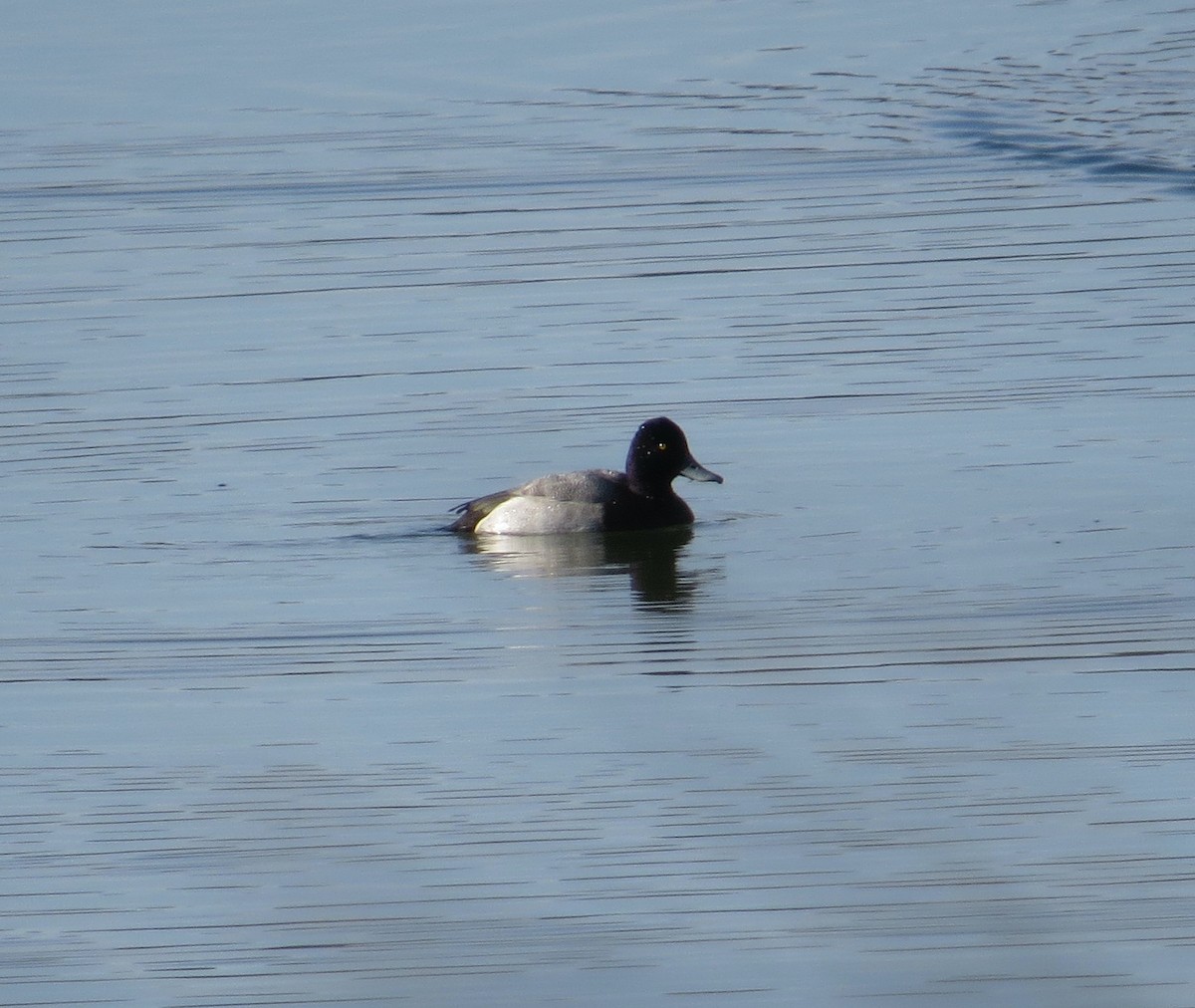 コスズガモ - ML645822197