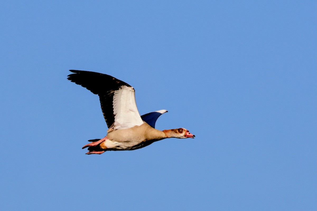 Egyptian Goose - ML645822200