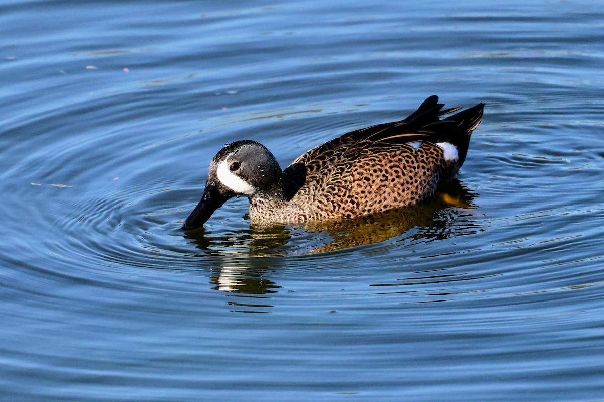 Blue-winged Teal - ML645822204
