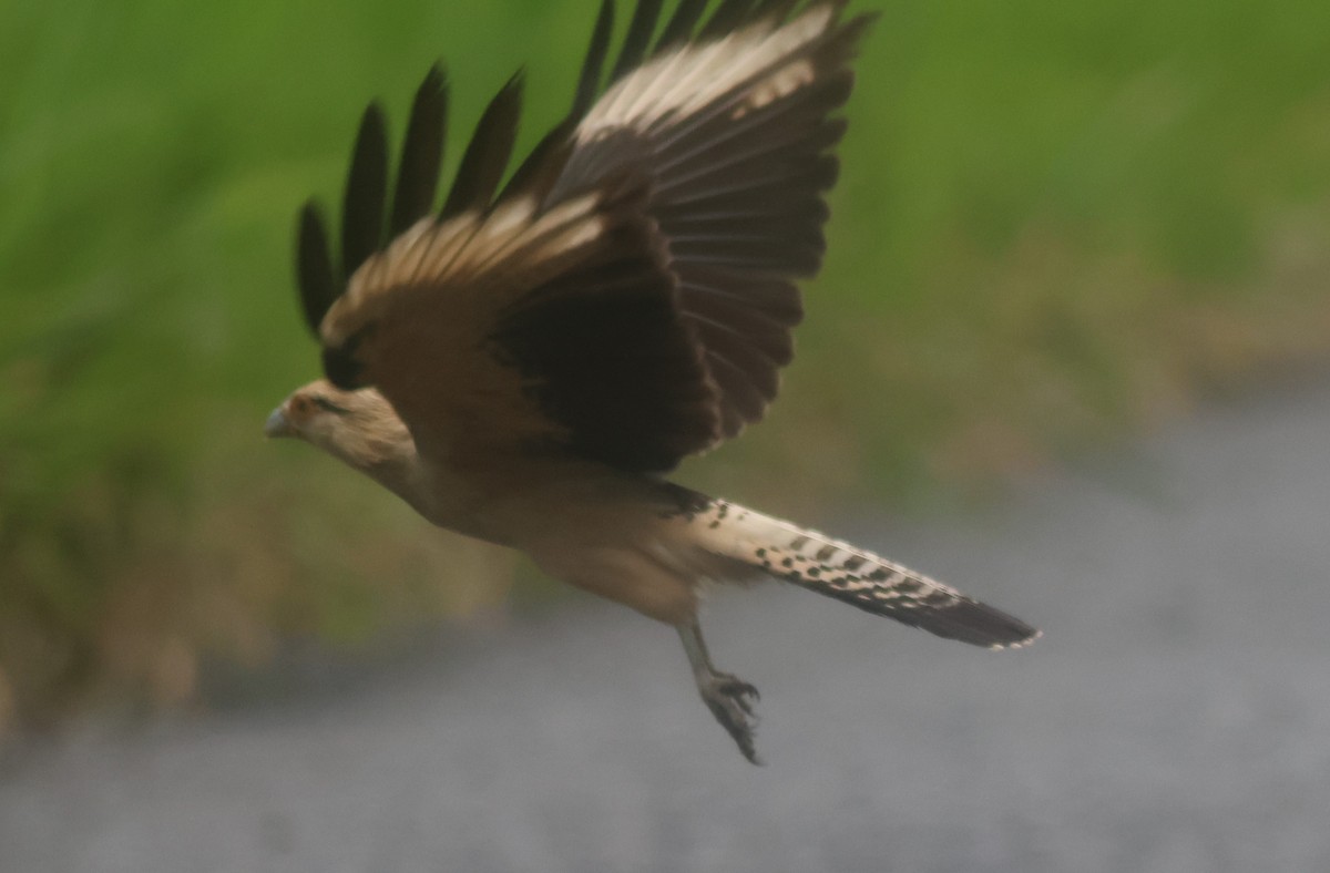 Sarı Başlı Karakara - ML645822206