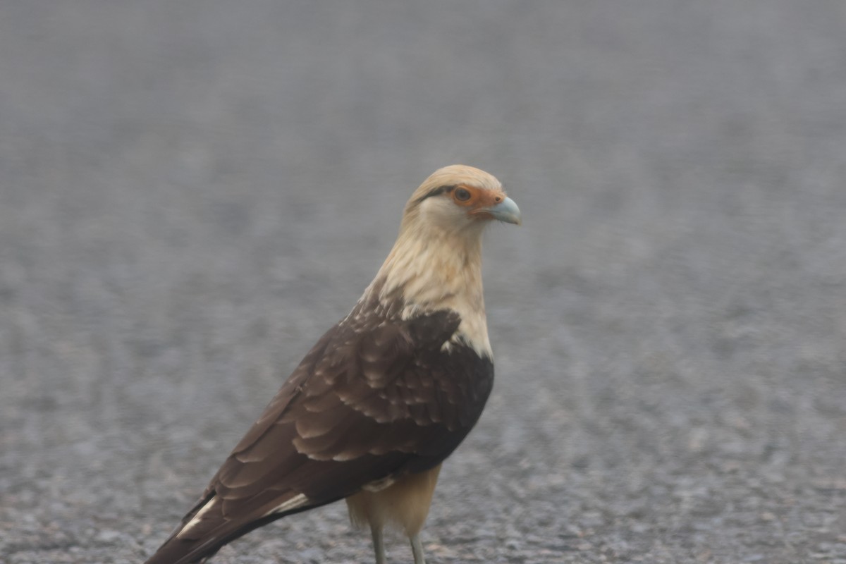 Sarı Başlı Karakara - ML645822208