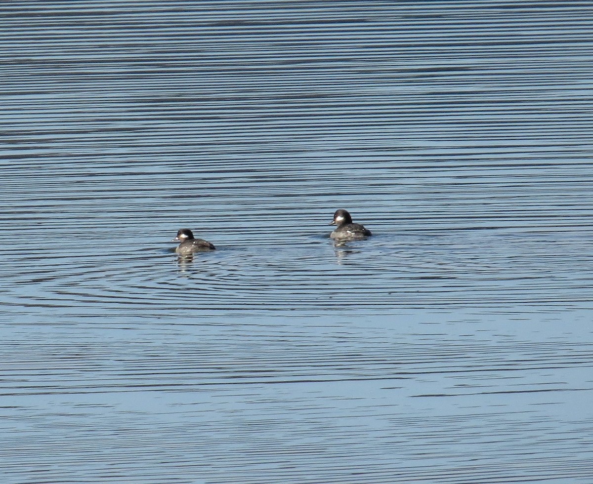 Ak Yanaklı Ördek - ML645822209