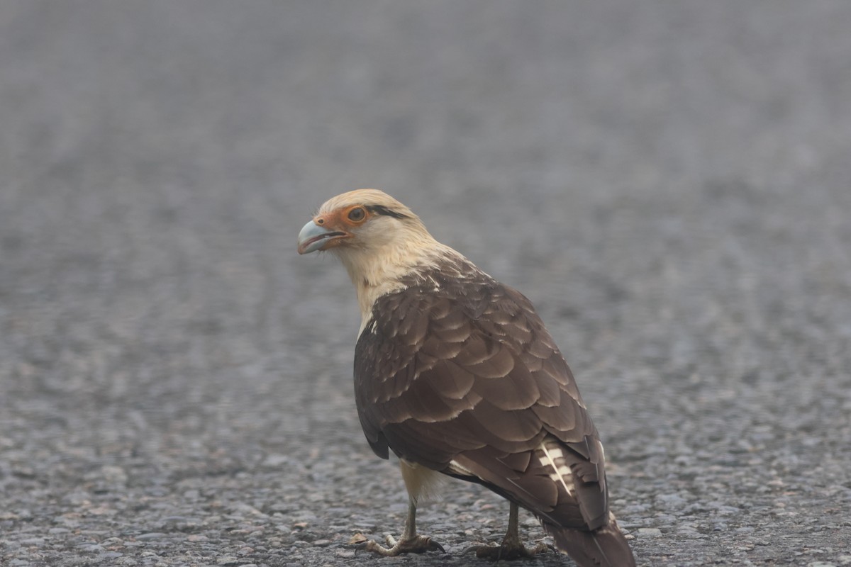 Sarı Başlı Karakara - ML645822210