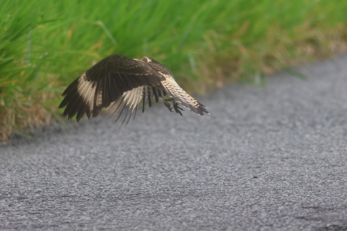 Sarı Başlı Karakara - ML645822213