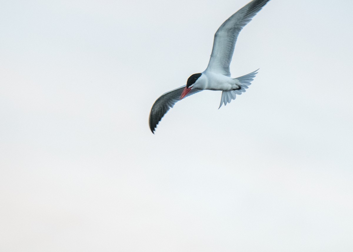 Maskeli Sumru - ML645822214