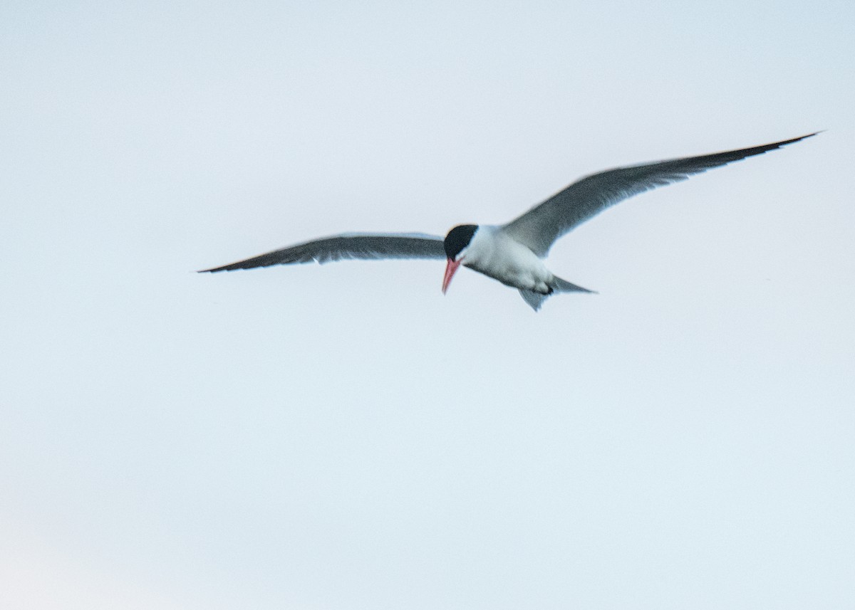 Maskeli Sumru - ML645822216