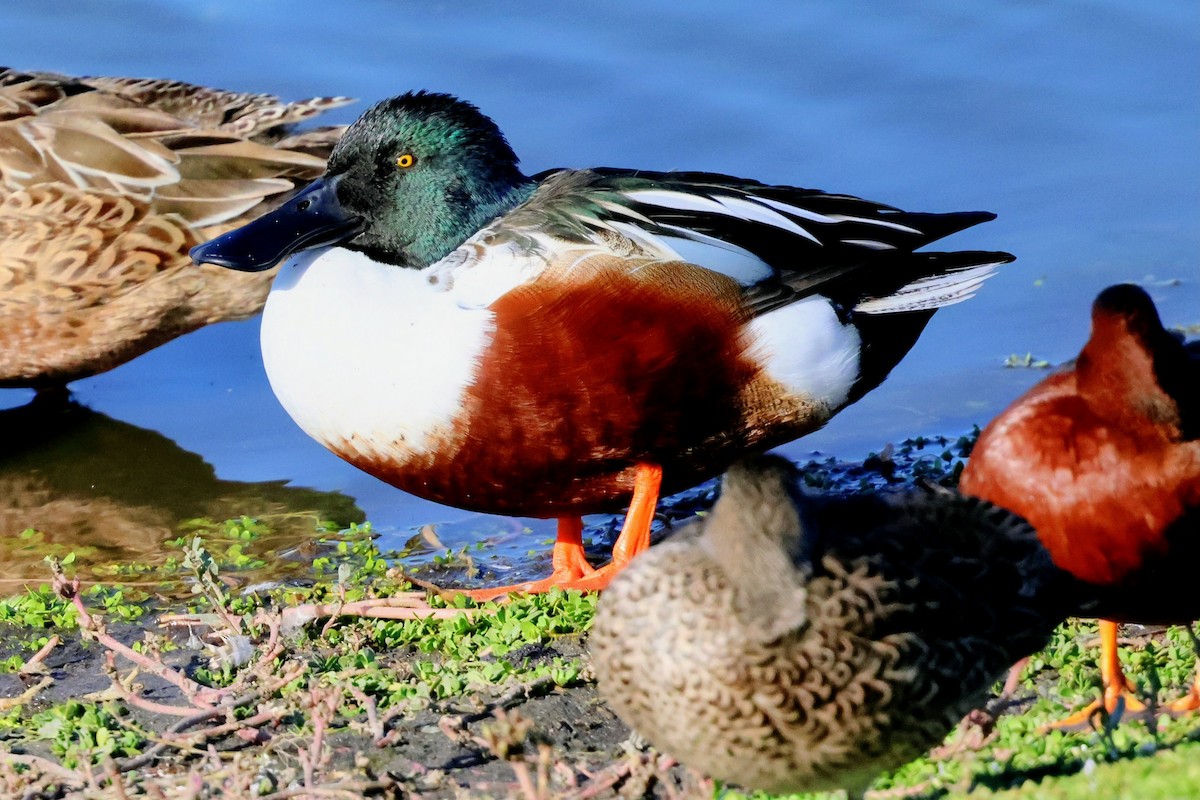 Kaşıkgaga - ML645822218