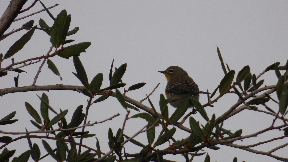 Taçlı Ötleğen - ML645822219