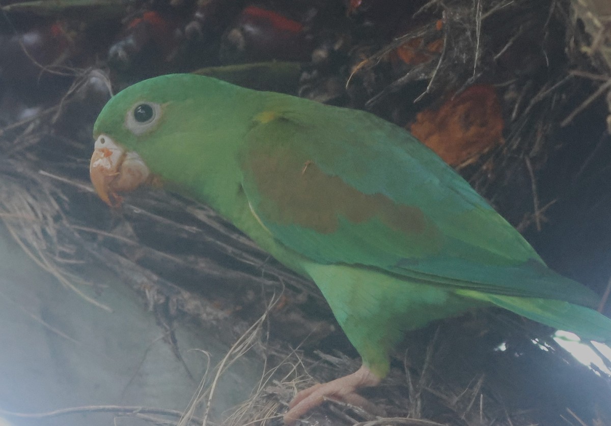 Tovi Papağanı - ML645822220