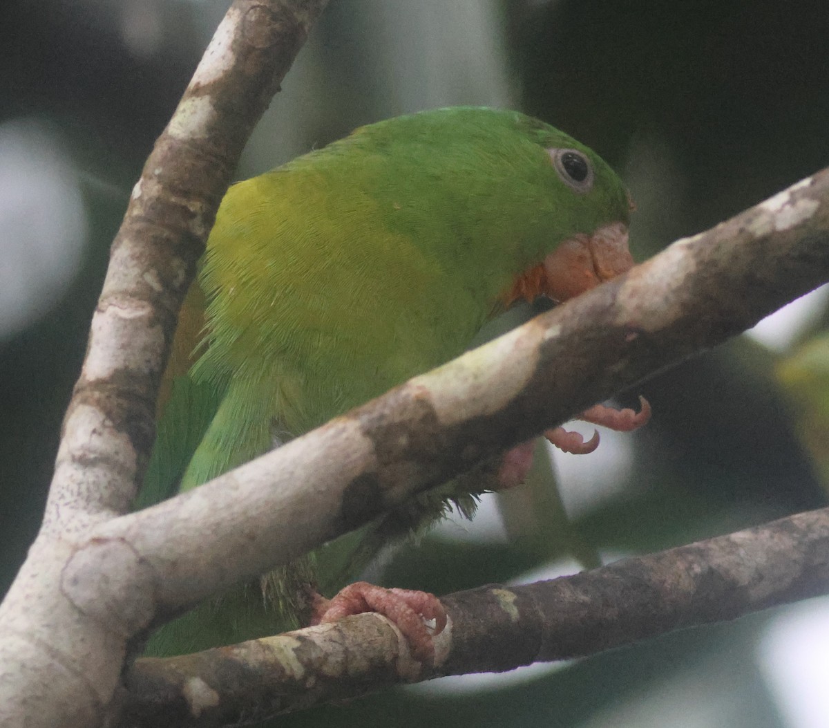 Tovi Papağanı - ML645822221