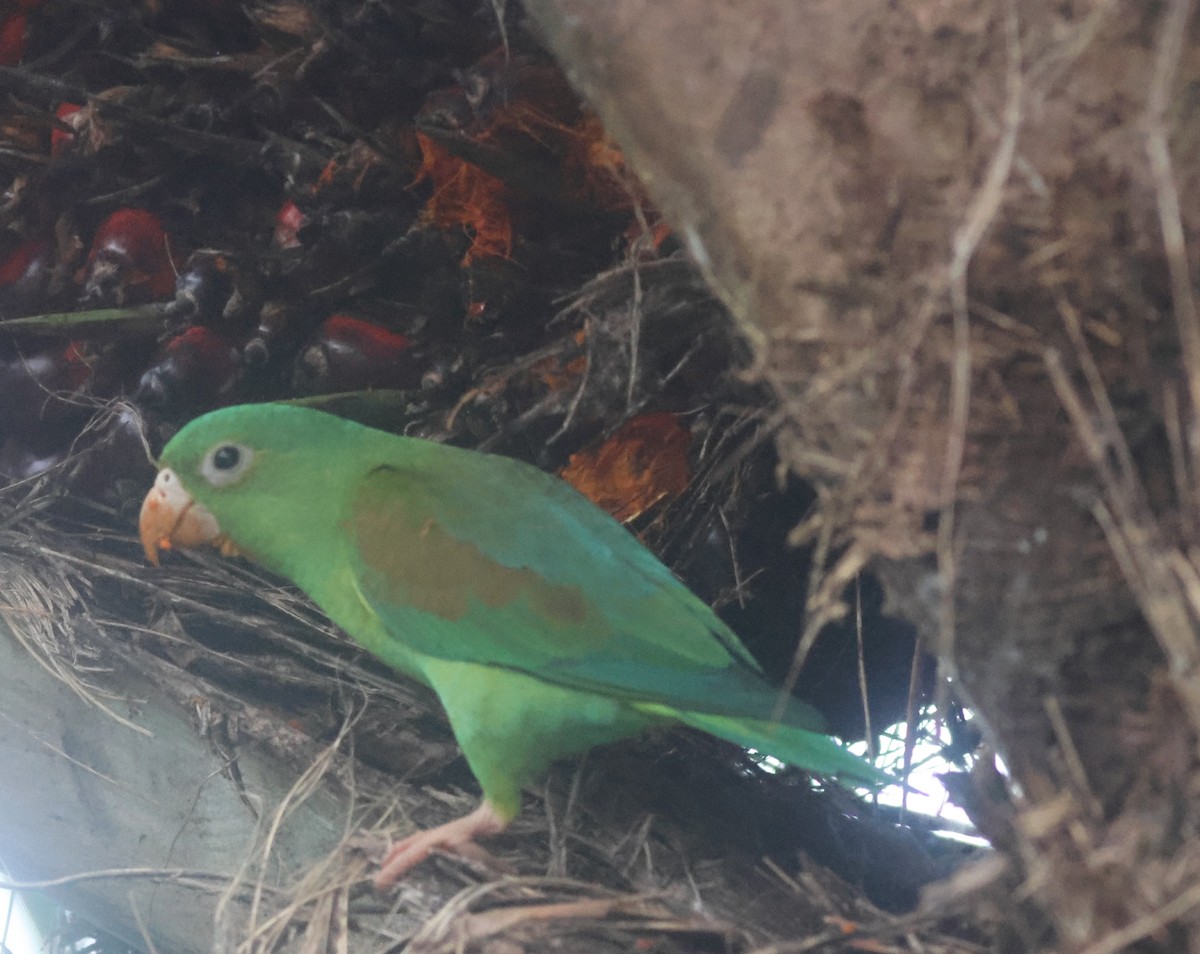 Tovi Papağanı - ML645822222