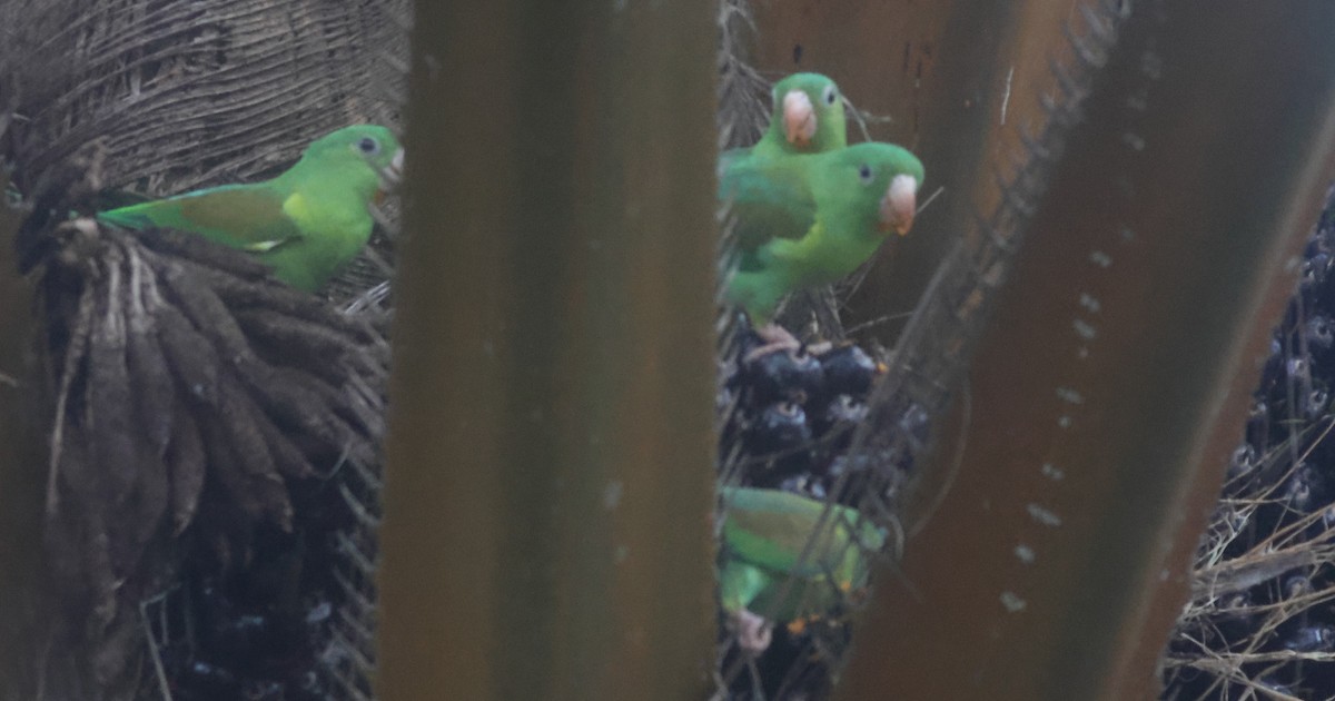 Tovi Papağanı - ML645822223