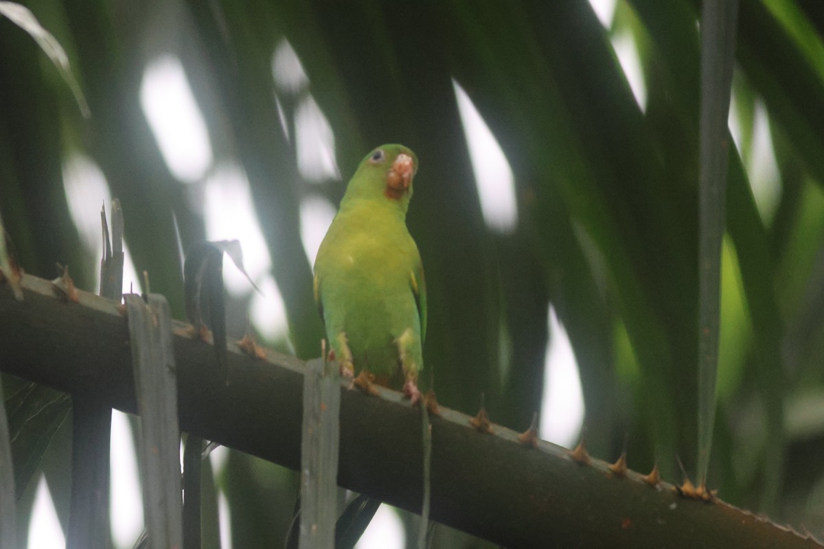 Tovi Papağanı - ML645822224