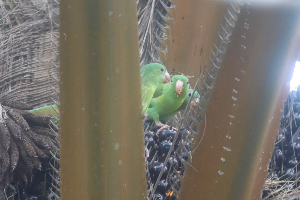 Tovi Papağanı - ML645822225