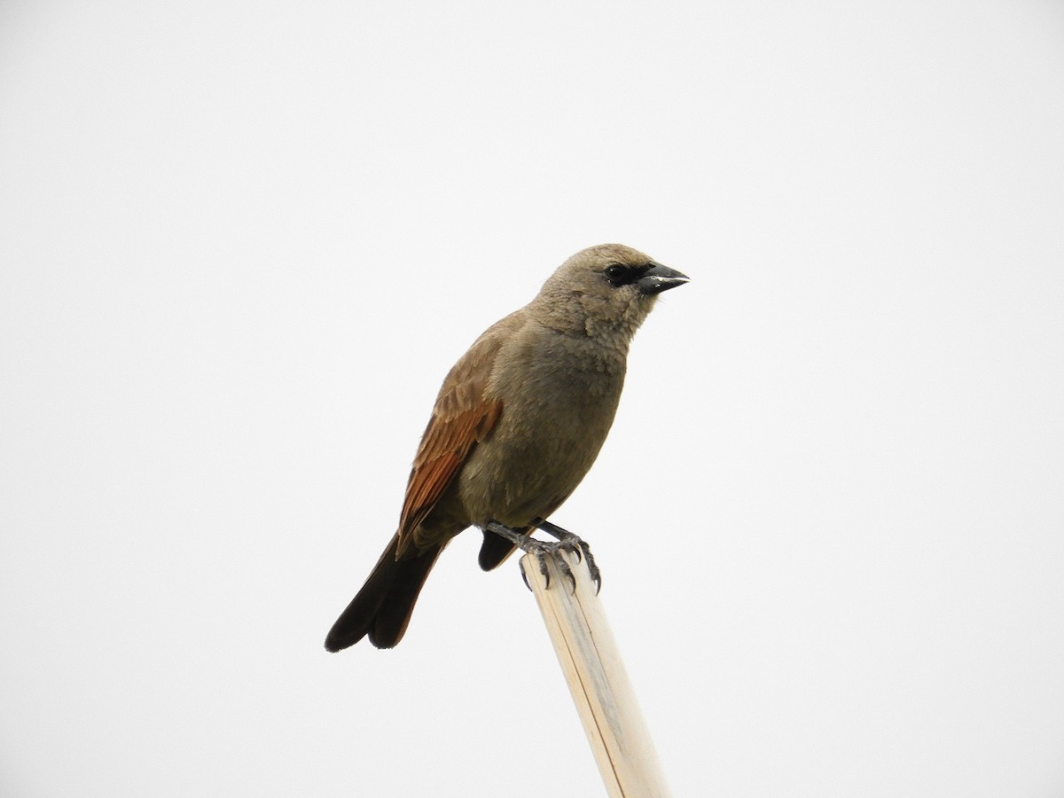 Gri İnekkuşu - ML645822227