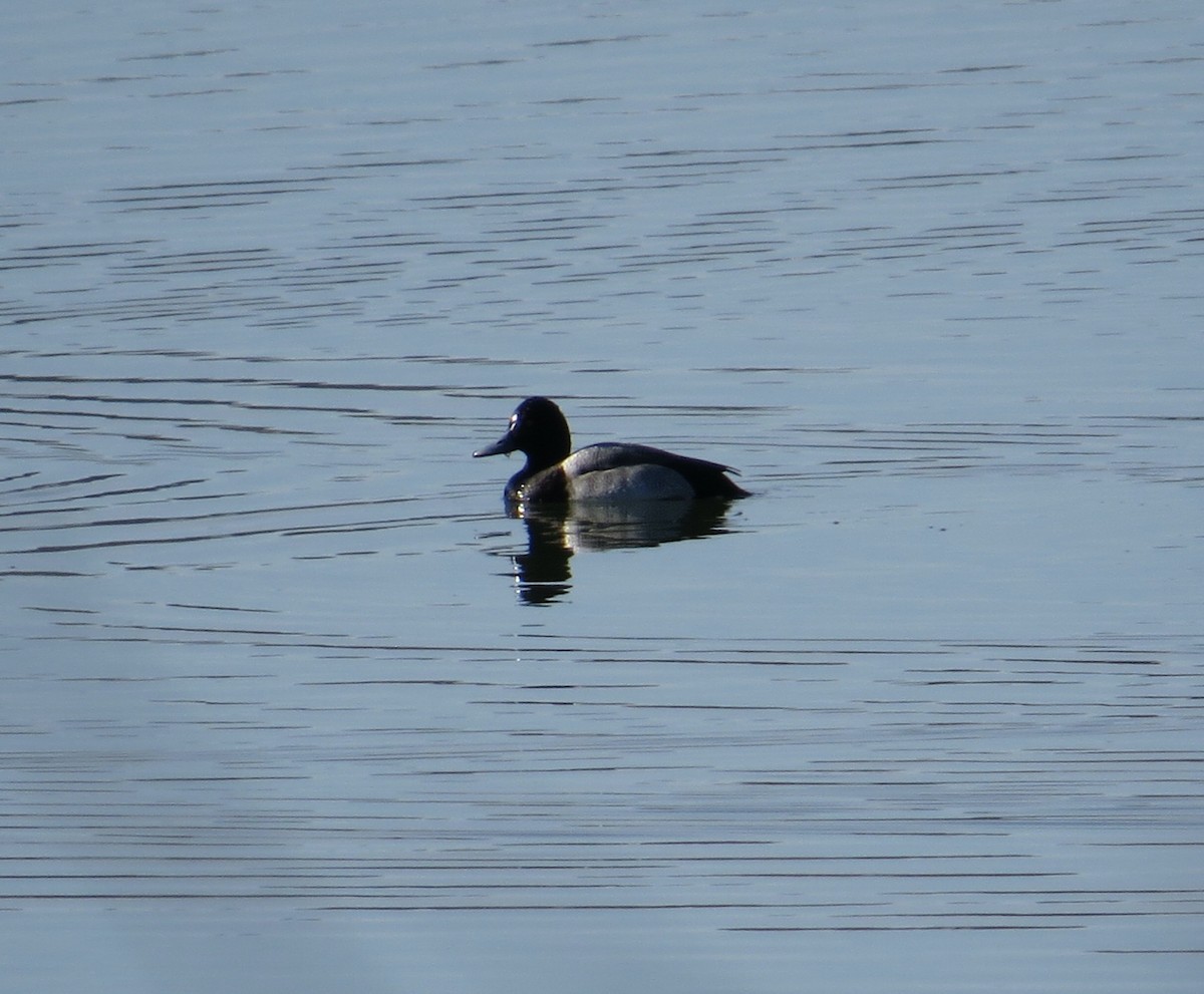 Morbaş Patka - ML645822228