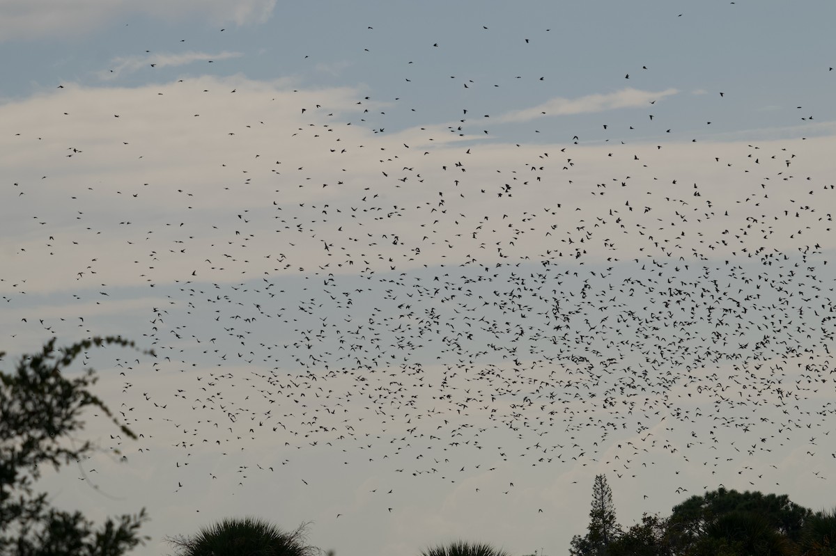 Ağaç Kırlangıcı - ML645822229