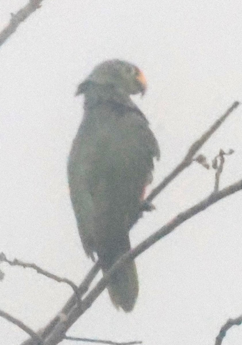 Kırmızı Alınlı Amazon - ML645822230