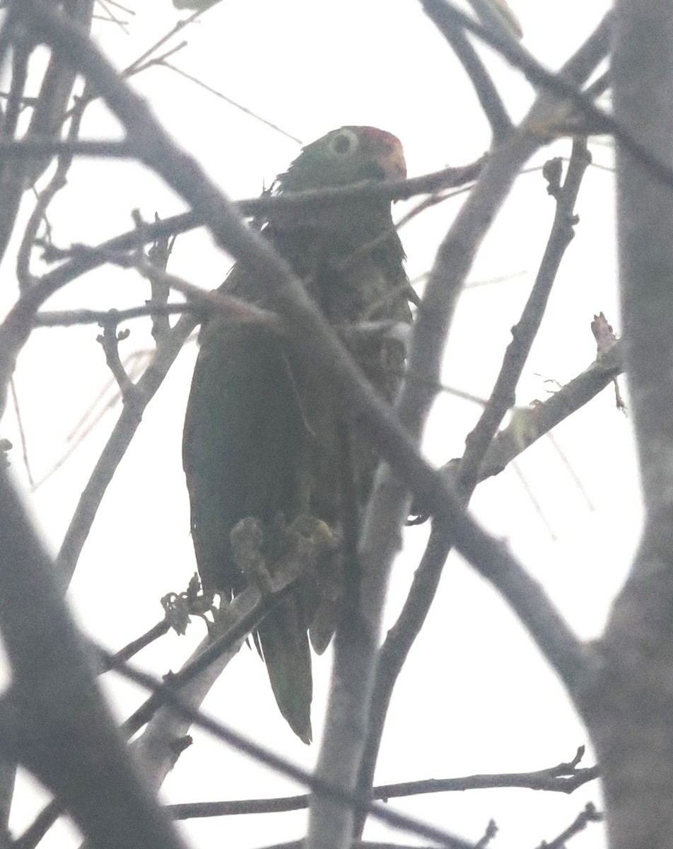 Kırmızı Alınlı Amazon - ML645822231