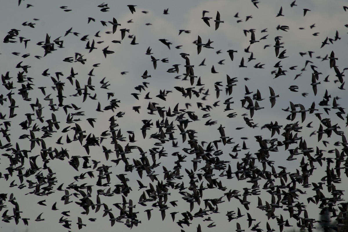 Ağaç Kırlangıcı - ML645822232