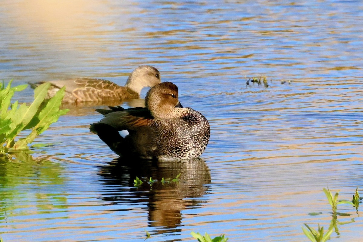 Boz Ördek - ML645822233