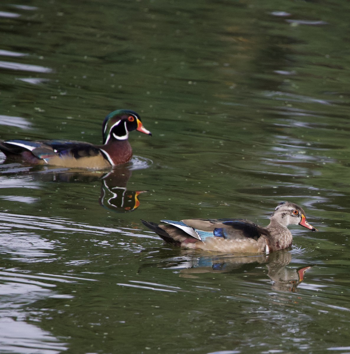 Orman Ördeği - ML645822235