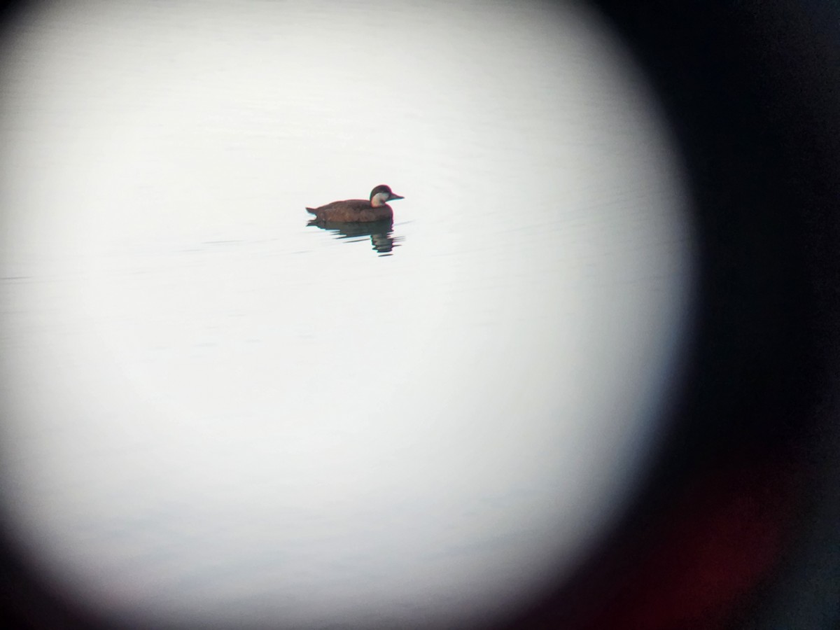 Amerika Kara Ördeği - ML645822236