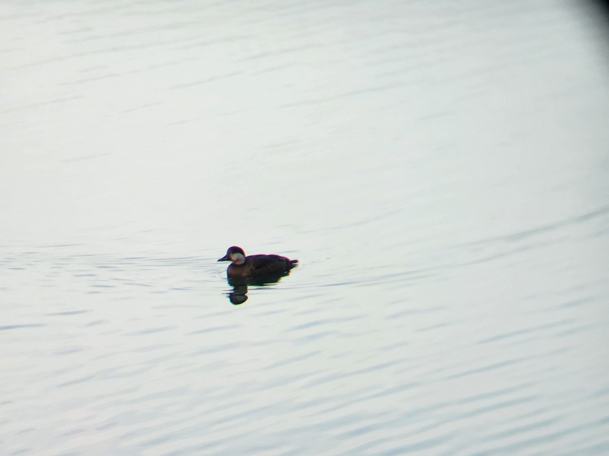 Amerika Kara Ördeği - ML645822237