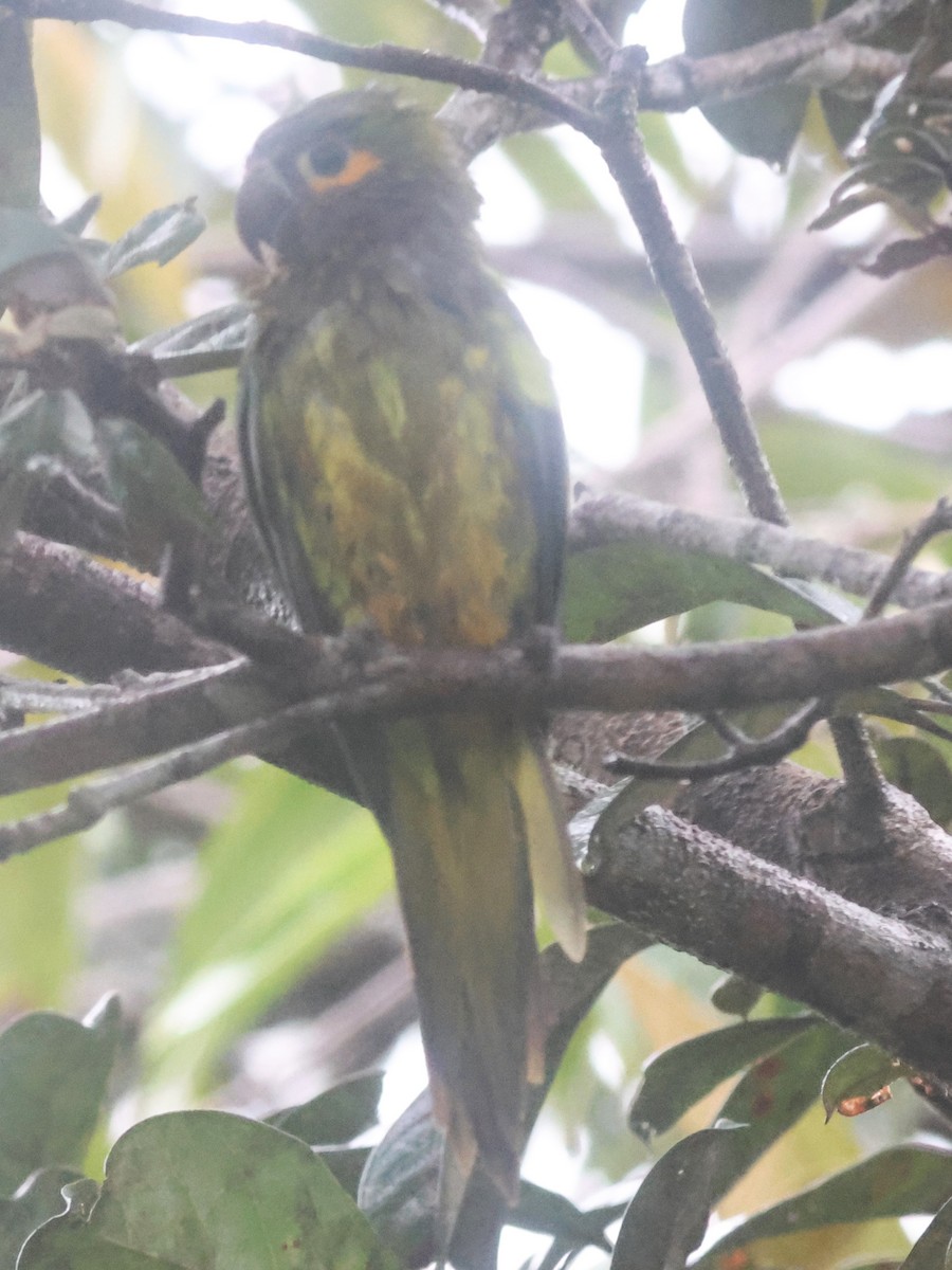 Kahverengi Gerdanlı Papağan - ML645822238