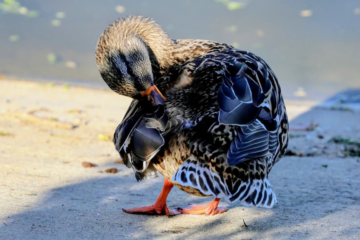 Yeşilbaş - ML645822239